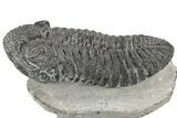 Large, Prone Drotops Trilobite - Mrakib, Morocco #233834-2